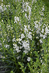 Angelface White Angelonia (Angelonia angustifolia 'Anwhitim') at Lakeshore Garden Centres