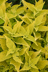 ColorBlaze Lime Time Coleus (Solenostemon scutellarioides 'Lime Time') at Lakeshore Garden Centres