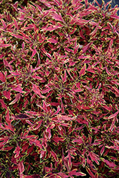 ColorBlaze Mini Me Watermelon Coleus (Solenostemon scutellarioides 'Mini Me Watermelon') at Lakeshore Garden Centres