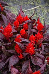 Burning Embers Celosia (Celosia plumosa 'Burning Embers') at Lakeshore Garden Centres