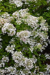 Pee Gee Hydrangea (Hydrangea paniculata 'Grandiflora') at Lakeshore Garden Centres