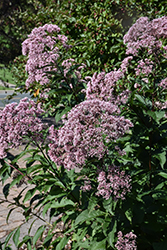 Joe Pye Weed (Eupatorium maculatum) at Lakeshore Garden Centres