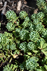 Gray Stonecrop (Sedum pachyclados) at Lakeshore Garden Centres