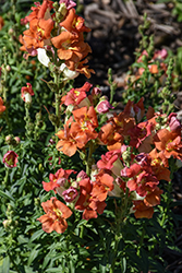 DoubleShot Orange Bicolor Snapdragon (Antirrhinum majus 'DoubleShot Orange Bicolor') at Lakeshore Garden Centres