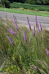 Prairie Blazing Star (Liatris pycnostachya) at Lakeshore Garden Centres