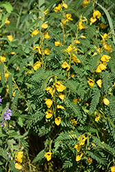 Partridge Pea (Chamaecrista fasciculata) at Lakeshore Garden Centres