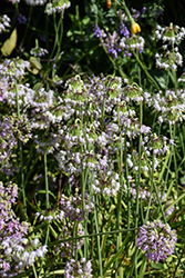 Nodding Onion (Allium cernuum) at Lakeshore Garden Centres