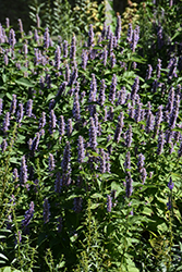 Anise Hyssop (Agastache foeniculum) at Lakeshore Garden Centres