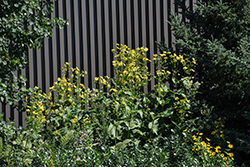 Cup Plant (Silphium perfoliatum) at Lakeshore Garden Centres