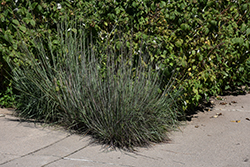 Little Bluestem (Schizachyrium scoparium) at Lakeshore Garden Centres
