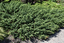 Depressa Juniper (Juniperus communis 'Depressa') at Lakeshore Garden Centres