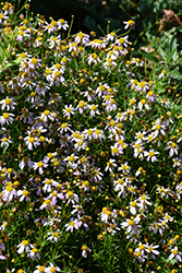 Pink Tickseed (Coreopsis rosea) at Lakeshore Garden Centres