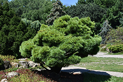 Dwarf White Pine (Pinus strobus 'Nana') at Lakeshore Garden Centres