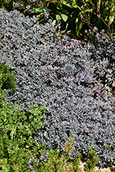Lidakense Stonecrop (Sedum cauticola 'Lidakense') at Lakeshore Garden Centres