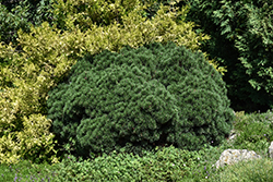 Minima Kalous Mugo Pine (Pinus mugo 'Minima Kalous') at Lakeshore Garden Centres
