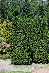Dark Green Arborvitae (Thuja occidentalis 'Nigra') at Lakeshore Garden Centres