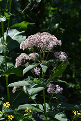 Hollow Joe Pye Weed (Eupatorium fistulosum) at Lakeshore Garden Centres