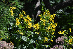 Cup Plant (Silphium perfoliatum) at Lakeshore Garden Centres
