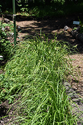 Gray's Sedge (Carex grayi) at Lakeshore Garden Centres