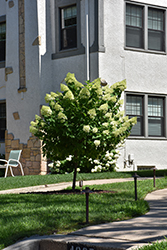 Limelight Prime Hydrangea (tree form) (Hydrangea paniculata 'SMNHPPH') at Lakeshore Garden Centres