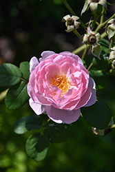 Scepter'd Isle Rose (Rosa 'Scepter'd Isle') at Lakeshore Garden Centres