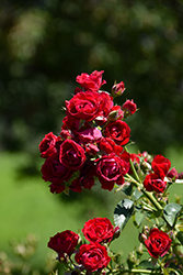 Cherry Frost Rose (Rosa 'Overedclimb') at Lakeshore Garden Centres