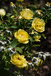 Sol Desire Rose (Rosa 'TEXsolde') at Lakeshore Garden Centres