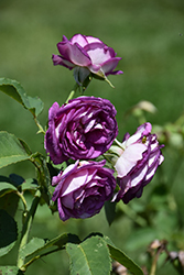 Lavender Crush&Trade; Rose (Rosa 'TEXmourug') at Lakeshore Garden Centres