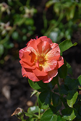 Alfred Sisley Rose (Rosa 'DELstrijor') at Lakeshore Garden Centres