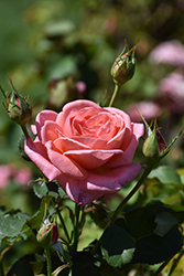 Kiss Me Rose (Rosa 'Kiss Me') at Lakeshore Garden Centres