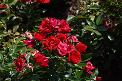 Brick House Rose (Rosa 'Meitraligh') at Lakeshore Garden Centres