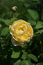 Charlotte Rose (Rosa 'Charlotte') at Lakeshore Garden Centres