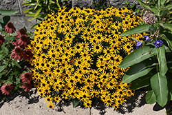 Little Goldstar Coneflower (Rudbeckia fulgida 'Little Goldstar') at Lakeshore Garden Centres