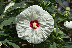 Summerific French Vanilla Hibiscus (Hibiscus 'French Vanilla') at Lakeshore Garden Centres