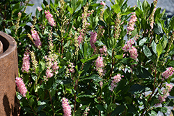 Ruby Spice Summersweet (Clethra alnifolia 'Ruby Spice') at Lakeshore Garden Centres