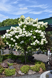 Vanilla Strawberry Hydrangea (tree form) (Hydrangea paniculata 'Renhy') at Lakeshore Garden Centres