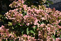 Early Evolution Hydrangea (Hydrangea paniculata 'AJ14') at Lakeshore Garden Centres