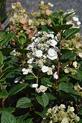 Razzleberri Hydrangea (Hydrangea paniculata 'SMHPS') at Lakeshore Garden Centres