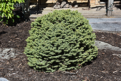 Dwarf Serbian Spruce (Picea omorika 'Nana') at Lakeshore Garden Centres