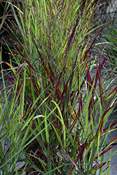 Shenandoah Reed Switch Grass (Panicum virgatum 'Shenandoah') at Lakeshore Garden Centres