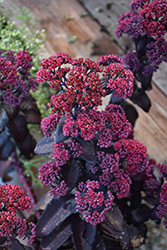 Evolution Chocolate Fountain Stonecrop (Sedum 'TNSEDECF') at Lakeshore Garden Centres