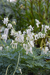 Amore Titanium Bleeding Heart (Dicentra 'Amore Titanium') at Lakeshore Garden Centres