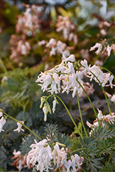 Amore Titanium Bleeding Heart (Dicentra 'Amore Titanium') at Lakeshore Garden Centres