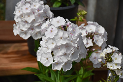 Garden Girls Party Girl Garden Phlox (Phlox paniculata 'Party Girl') at Lakeshore Garden Centres