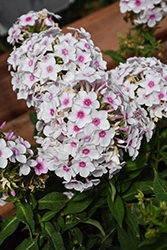 Cherry Cream Garden Phlox (Phlox paniculata 'Cherry Cream') at Lakeshore Garden Centres