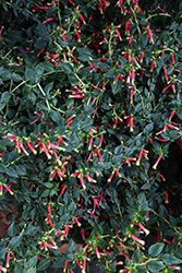 Honeybells Cuphea (Cuphea 'Balhoelrel') at Lakeshore Garden Centres