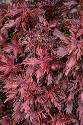 Down Town Dallas Coleus (Solenostemon scutellarioides 'Dallas') at Lakeshore Garden Centres