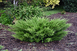 Sea Green Juniper (Juniperus chinensis 'Sea Green') at Lakeshore Garden Centres