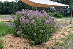 Phantom Joe Pye Weed (Eupatorium maculatum 'Phantom') at Lakeshore Garden Centres