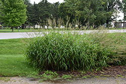 Frost Grass (Spodiopogon sibiricus) at Lakeshore Garden Centres